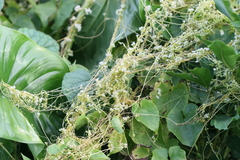 Cuscuta chinensis